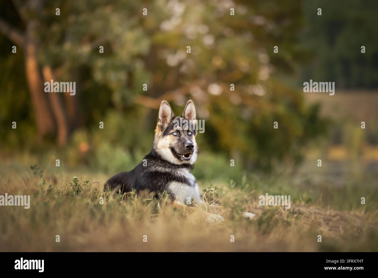 Calmo cane Gerberian Shepsky sdraiato su erba secca autunnale vicino a un campo boscoso, che fissa attentamente con occhi blu sorprendenti. Luce calda e soffusa e profondità di campo bassa Foto Stock