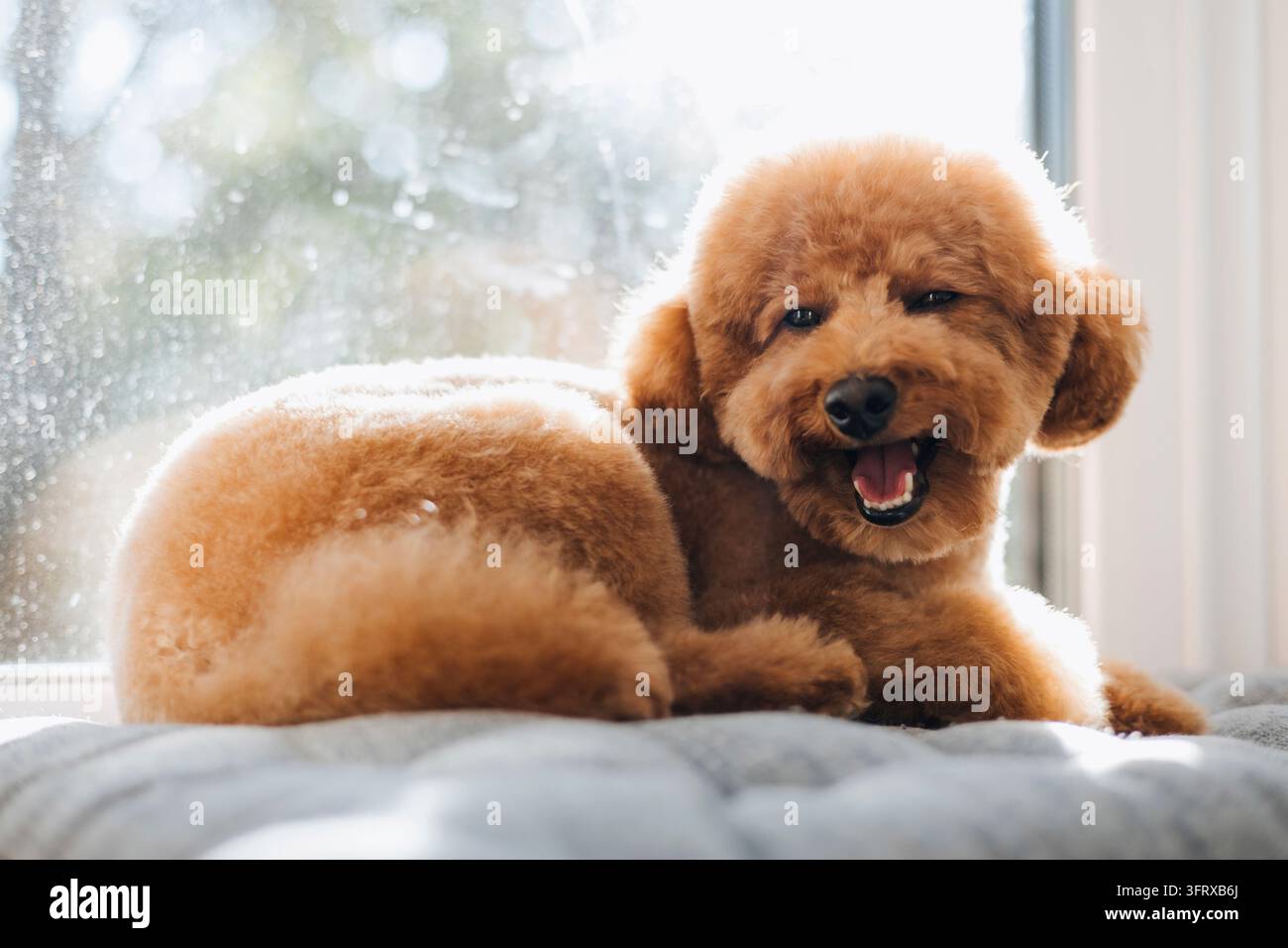 Pudle giocattolo felice che si rilassa su un morbido cuscino vicino alla finestra Foto Stock