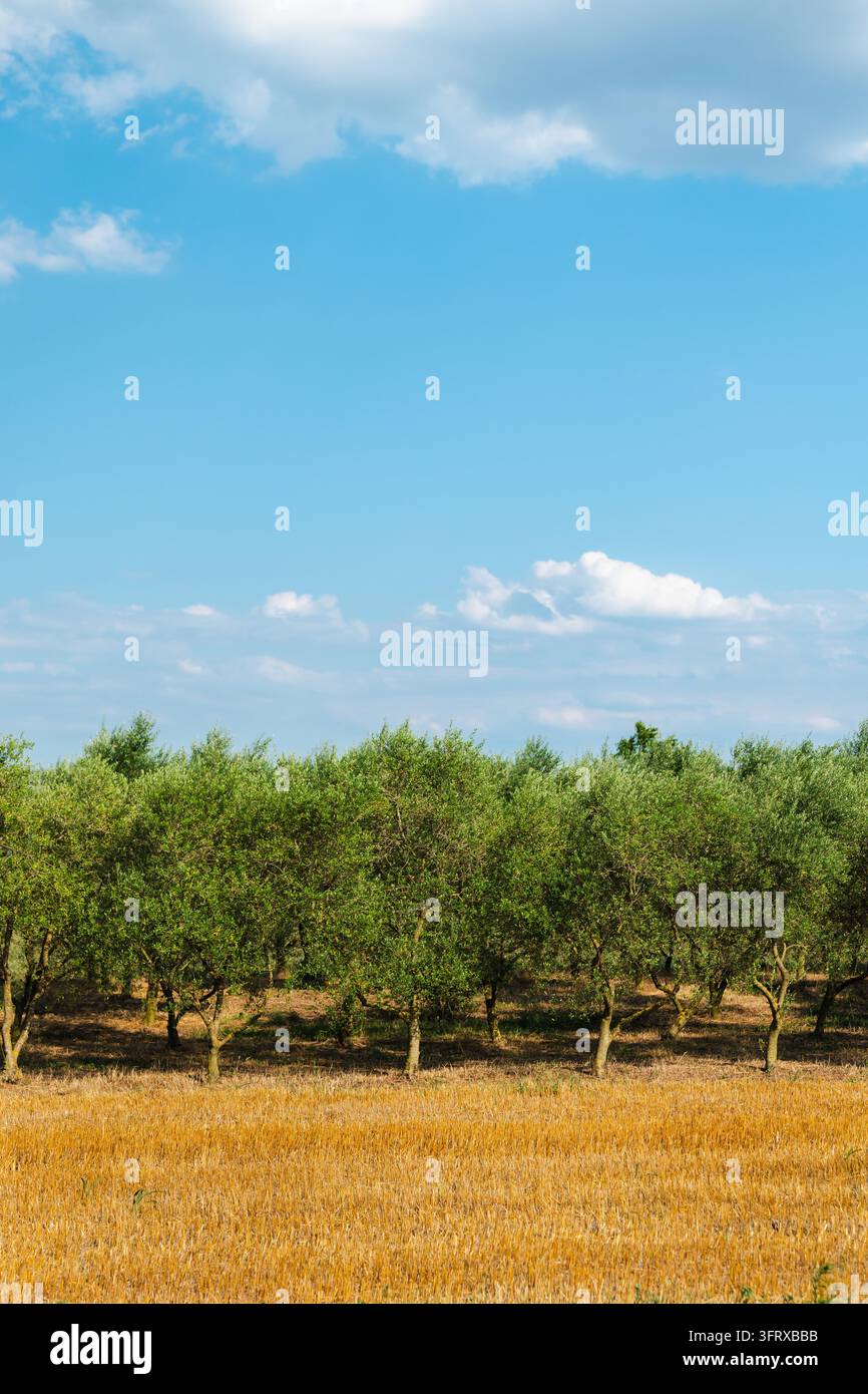 Gli ulivi costeggiano un campo rurale sotto un cielo blu brillante con nuvole sparse. Foto Stock