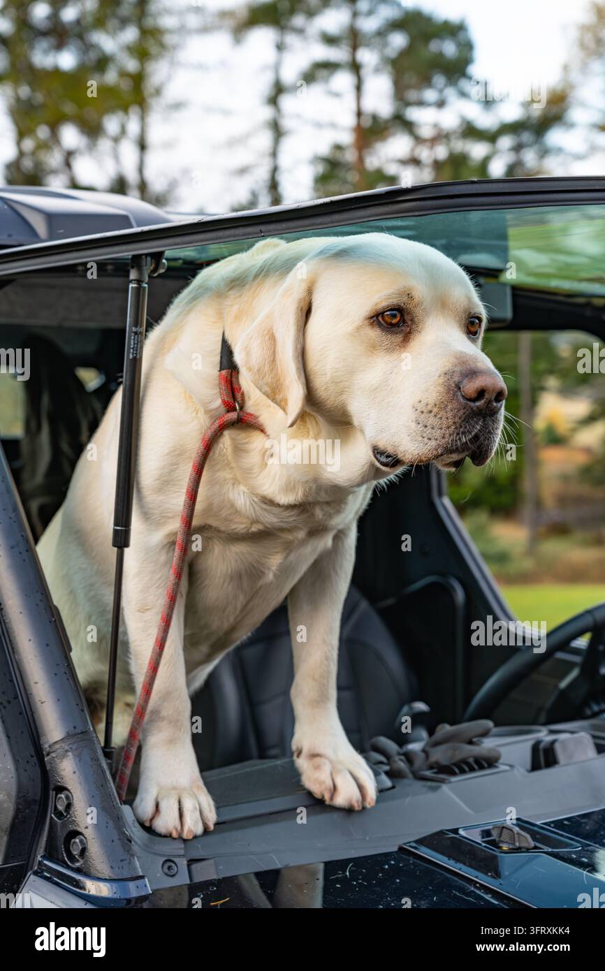 Felice cane da caccia Labrador giallo che guarda attraverso il parabrezza aperto di un veicolo utilitario per la caccia, Rottal Lodge, Angus, Scozia, Regno Unito Foto Stock