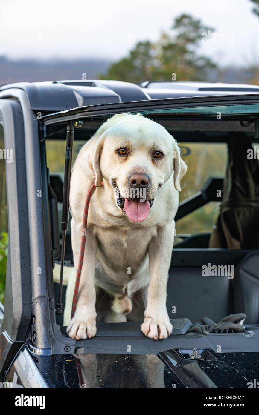 Felice cane da caccia Labrador giallo che guarda attraverso il parabrezza aperto di un veicolo utilitario per la caccia, Rottal Lodge, Angus, Scozia, Regno Unito Foto Stock
