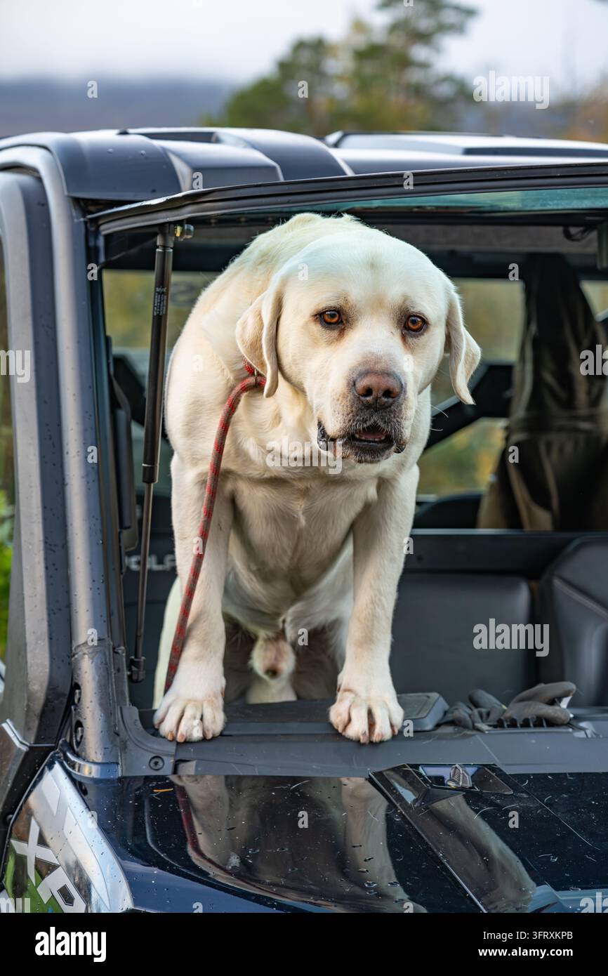 Felice cane da caccia Labrador giallo che guarda attraverso il parabrezza aperto di un veicolo utilitario per la caccia, Rottal Lodge, Angus, Scozia, Regno Unito Foto Stock