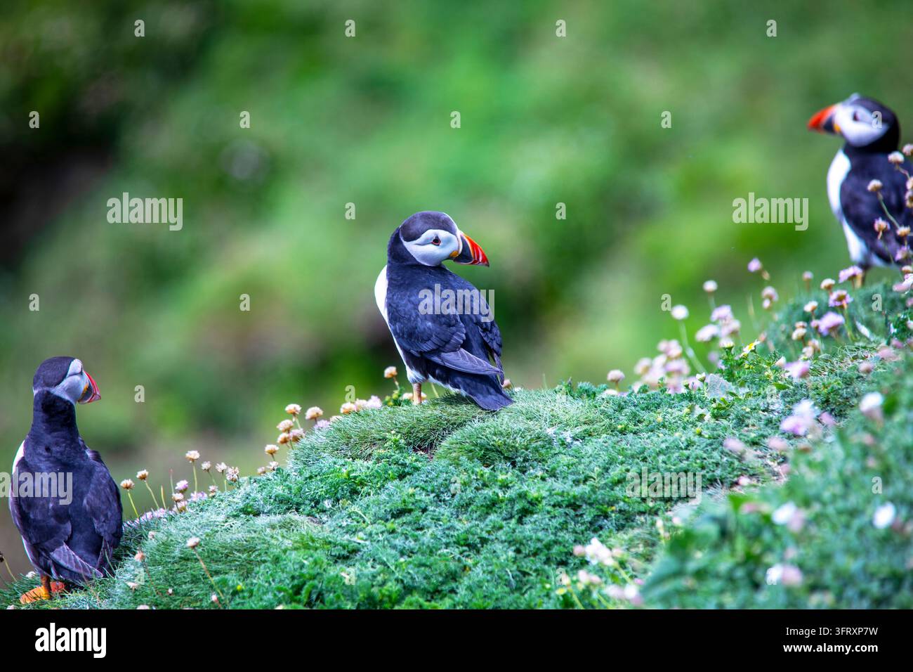 Pappofori atlantici (Fratercula arctica) appollaiati sulle rigogliose scogliere costiere circondate da fiori selvatici in Irlanda, bellissimi uccelli marini nel loro ambiente Foto Stock