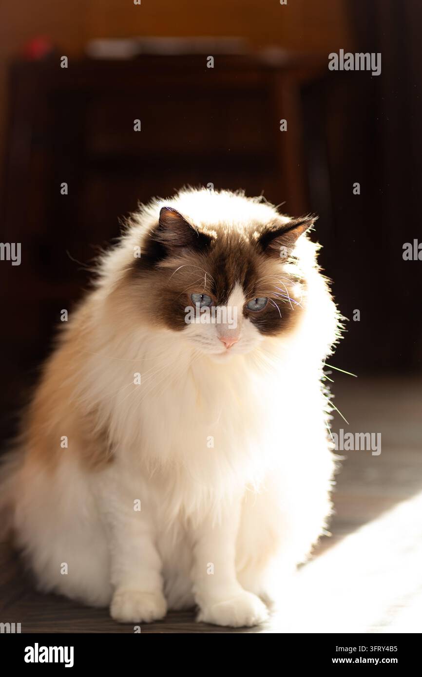 soffice gatto domestico ragdoll che si rilassa in una casa accogliente. Foto Stock
