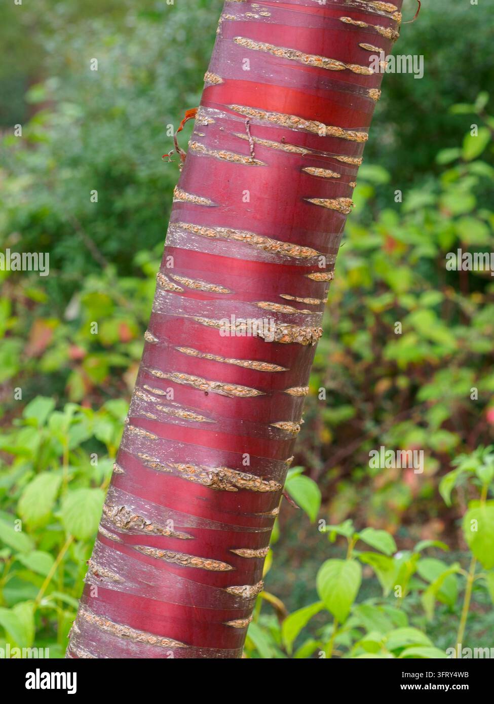 Prunus serrula, ciliegia corteccia di betulla Foto Stock