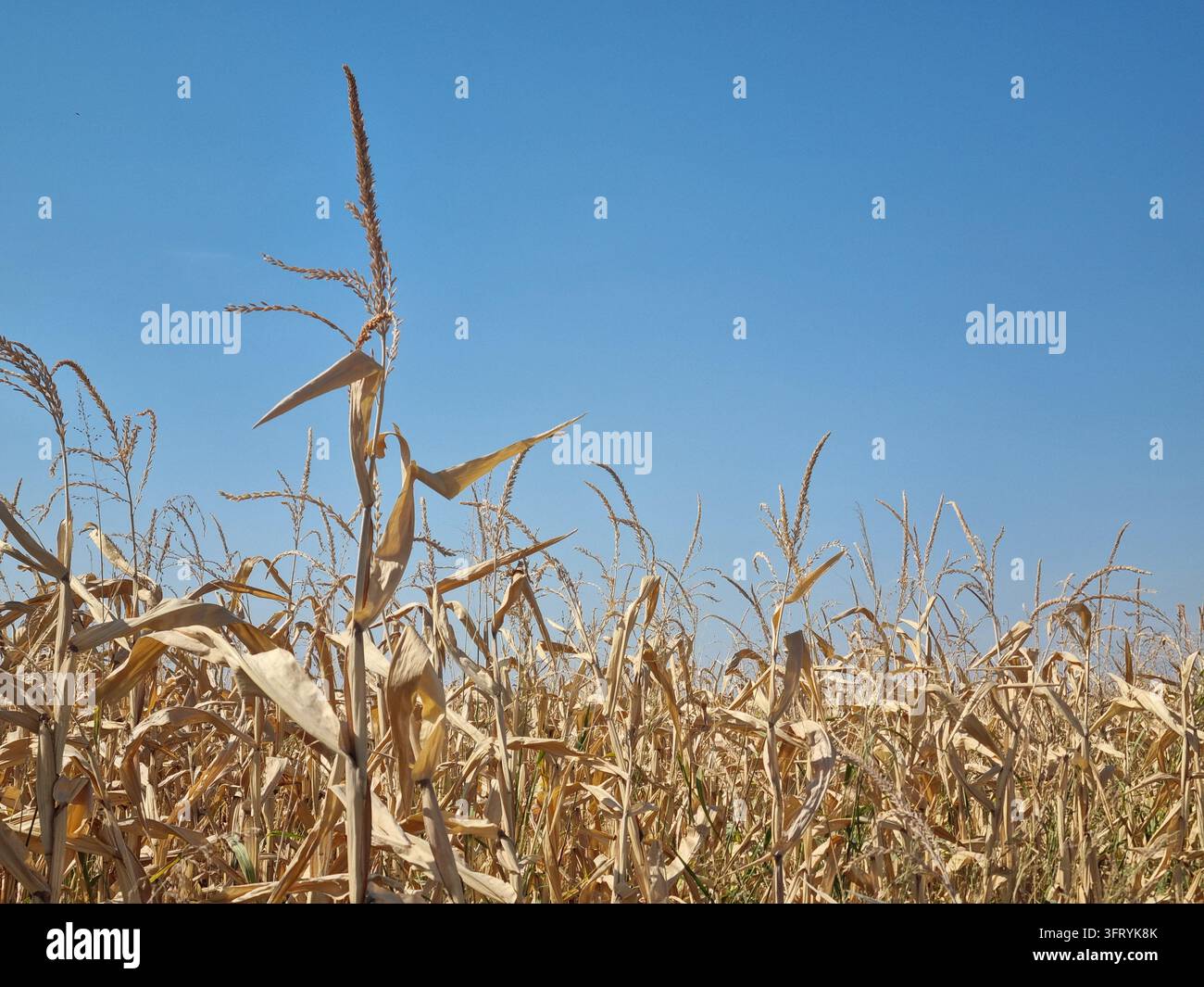 Campo di mais maturo e steli di mais dorati sotto un cielo blu terso Foto Stock