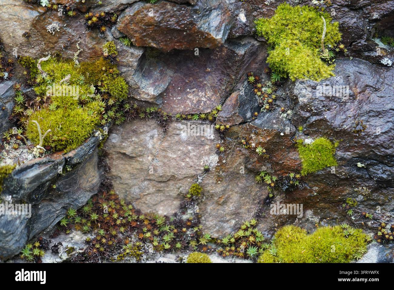 Muschio verde e licheni che crescono su una superficie rocciosa bagnata nell'habitat naturale di montagna Foto Stock