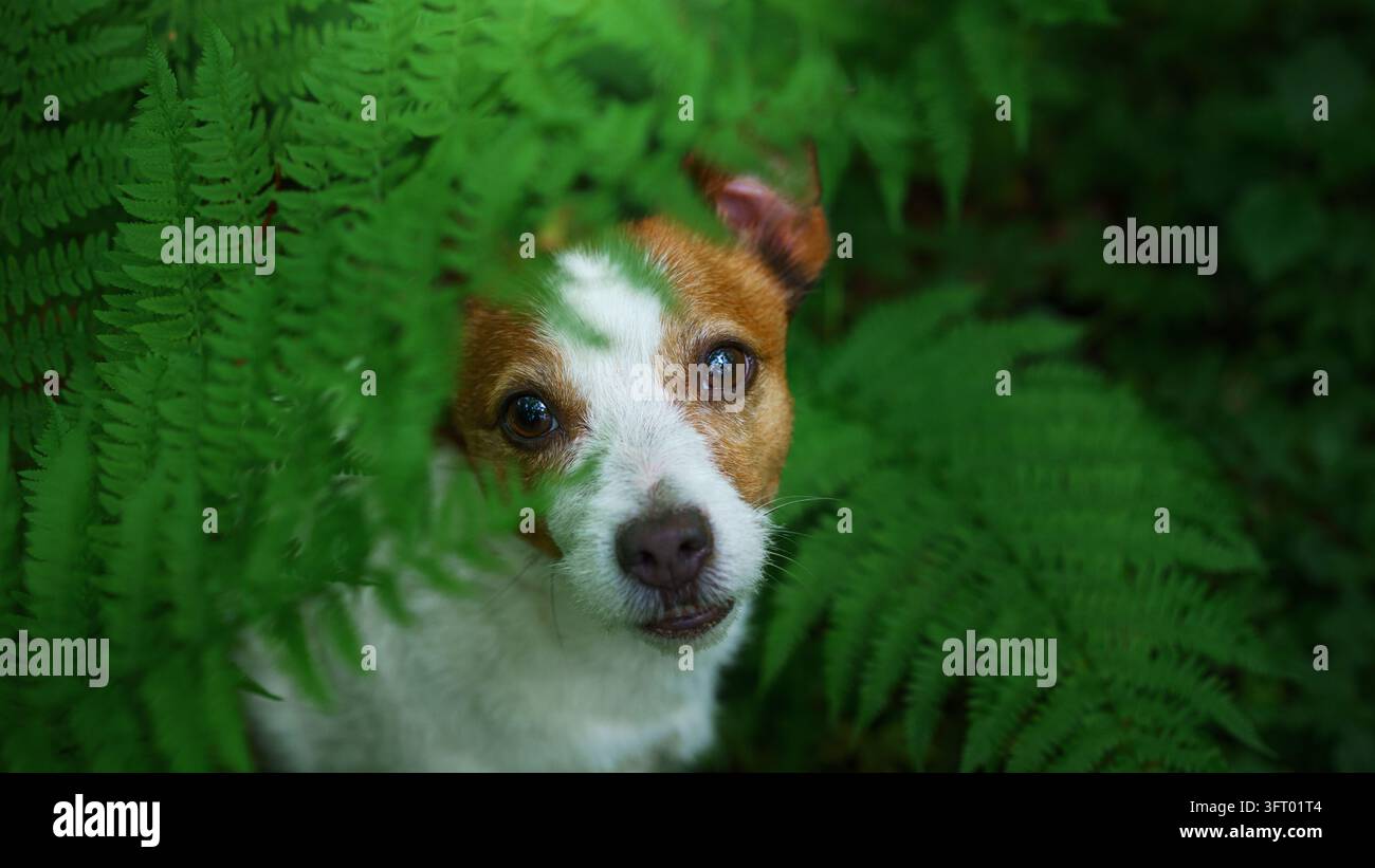 Jack Russell Terrier guarda la fotocamera da una fitta vegetazione boschiva. Ritratto in primo piano che cattura un piccolo cane vigile durante l'esplorazione all'aperto. Foto Stock