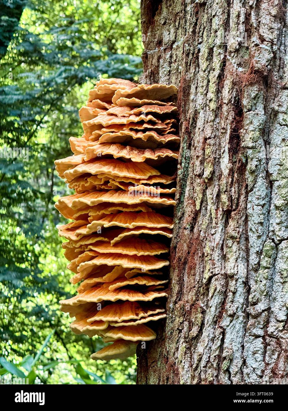Pollo dei boschi (Laetiporus sulphureus), una specie nota per il suo aspetto distintivo e la sua consistenza simile al pollo quando viene cotta Foto Stock