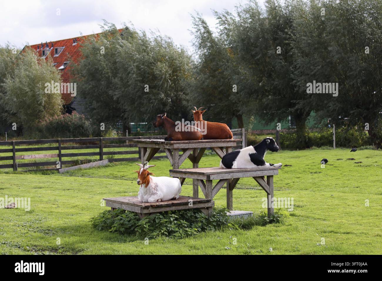 Capre che riposano su piattaforme di legno in un pascolo verde illustrano il benessere animale, l'allevamento a pascolo libero e la vita rurale pacifica. Foto Stock