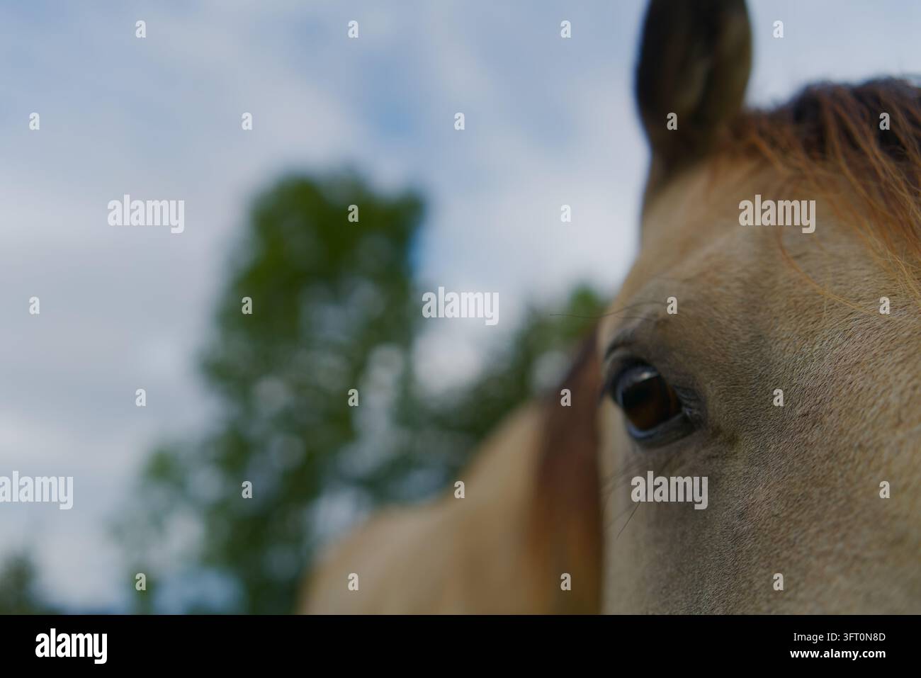 Prima pianissima del viso di un cavallo, leggermente sfocato sull'occhio con uno sfondo sfocato di alberi e cielo. Foto Stock