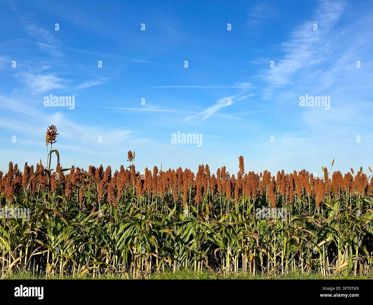 Coltura di sorgo a grani maturi che cresce in un campo sotto un cielo blu limpido - Immagine stock catturata con smartphone