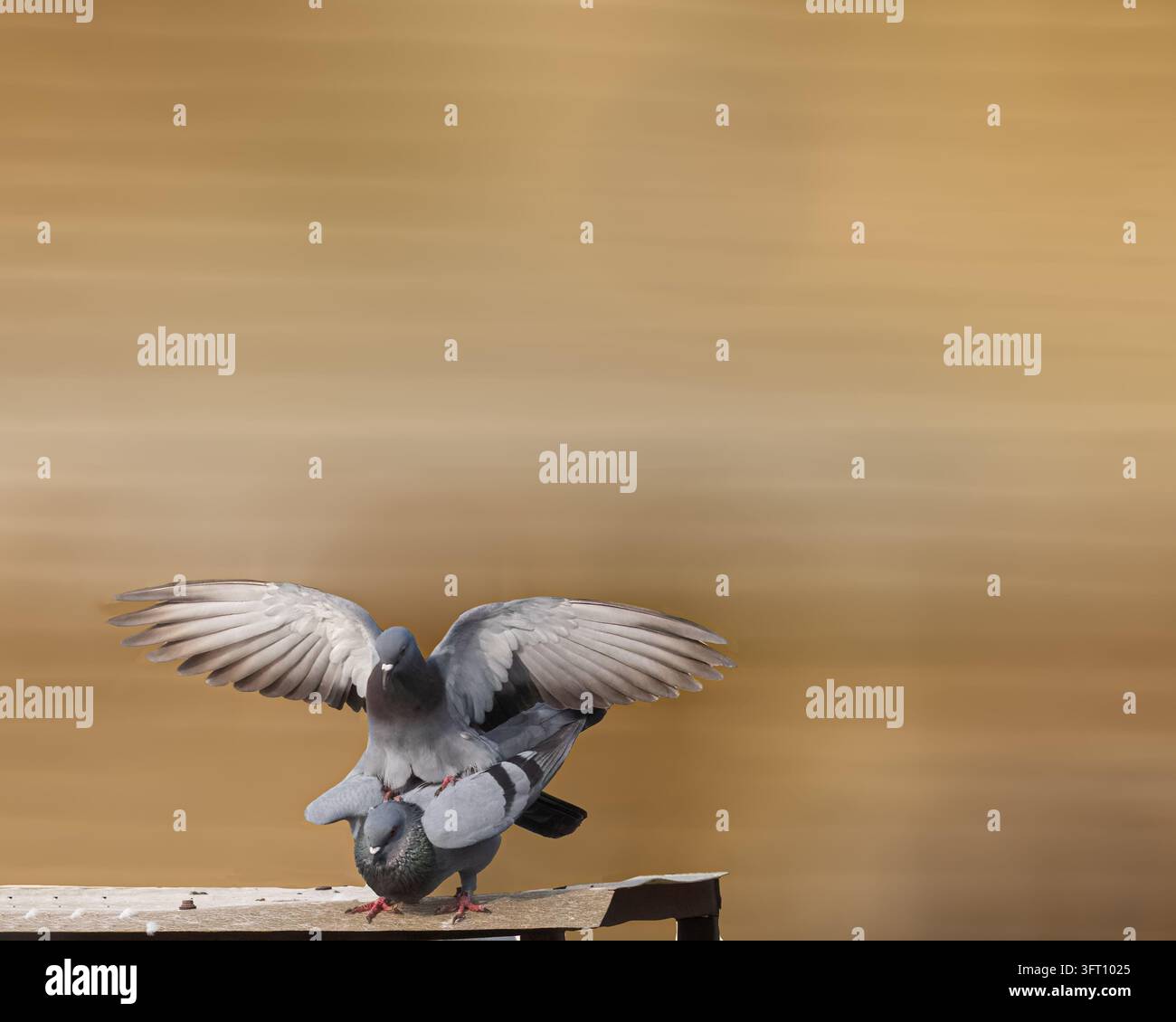 Una coppia di piccioni rock che lo fanno a modo loro Foto Stock