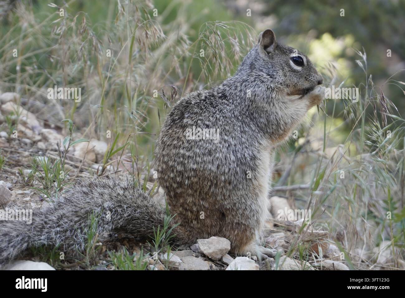 Prima piano di uno scoiattolo grigio carino e adorabile (Otospermophilus variegatus) in piedi sulle zampe posteriori che sgranocchia una noce Foto Stock
