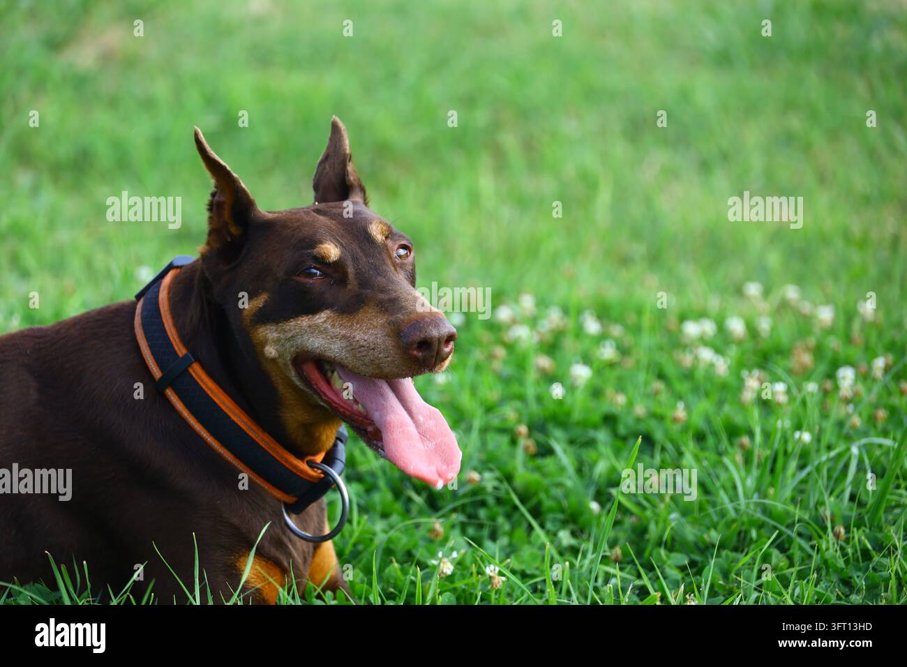 Un Doberman Pinscher marrone e fulvo con un'imbracatura nera e arancione si riposa su erba verde punteggiata da piccoli fiori di trifoglio bianco. Il cane ansima con i Foto Stock