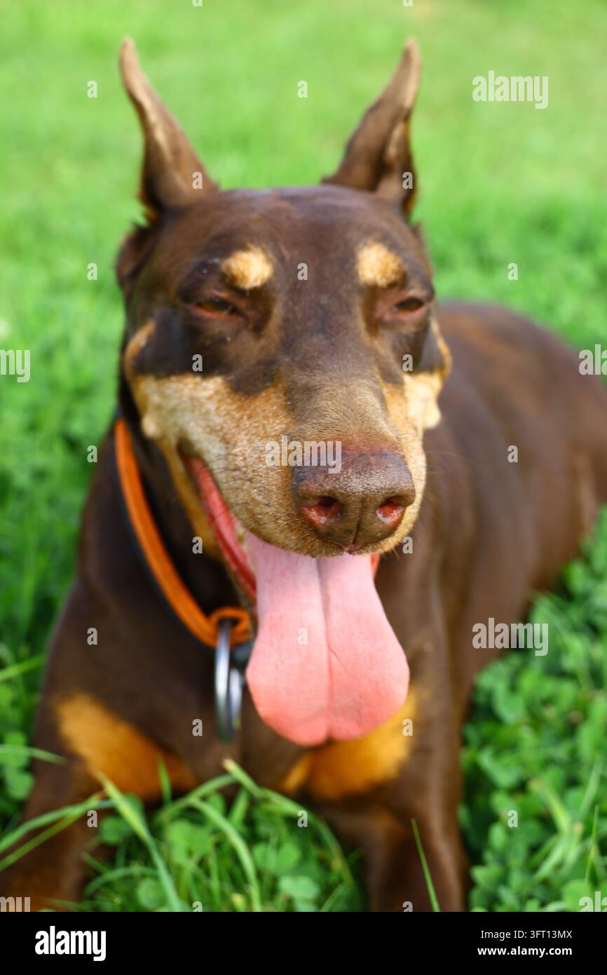 Primo piano di un Doberman Pinscher marrone e fulvo che indossa un'imbracatura nera con rifiniture arancioni. Il cane anela con la sua lunga lingua rosa penzolante, circondato Foto Stock