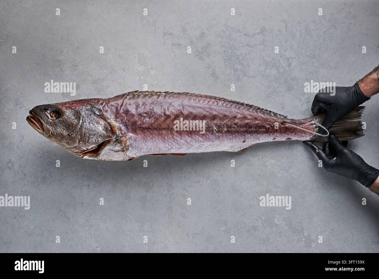 Mani guantate che tengono un pesce intero stagionato al secco per la coda, disposto a piatto su cemento grigio Foto Stock