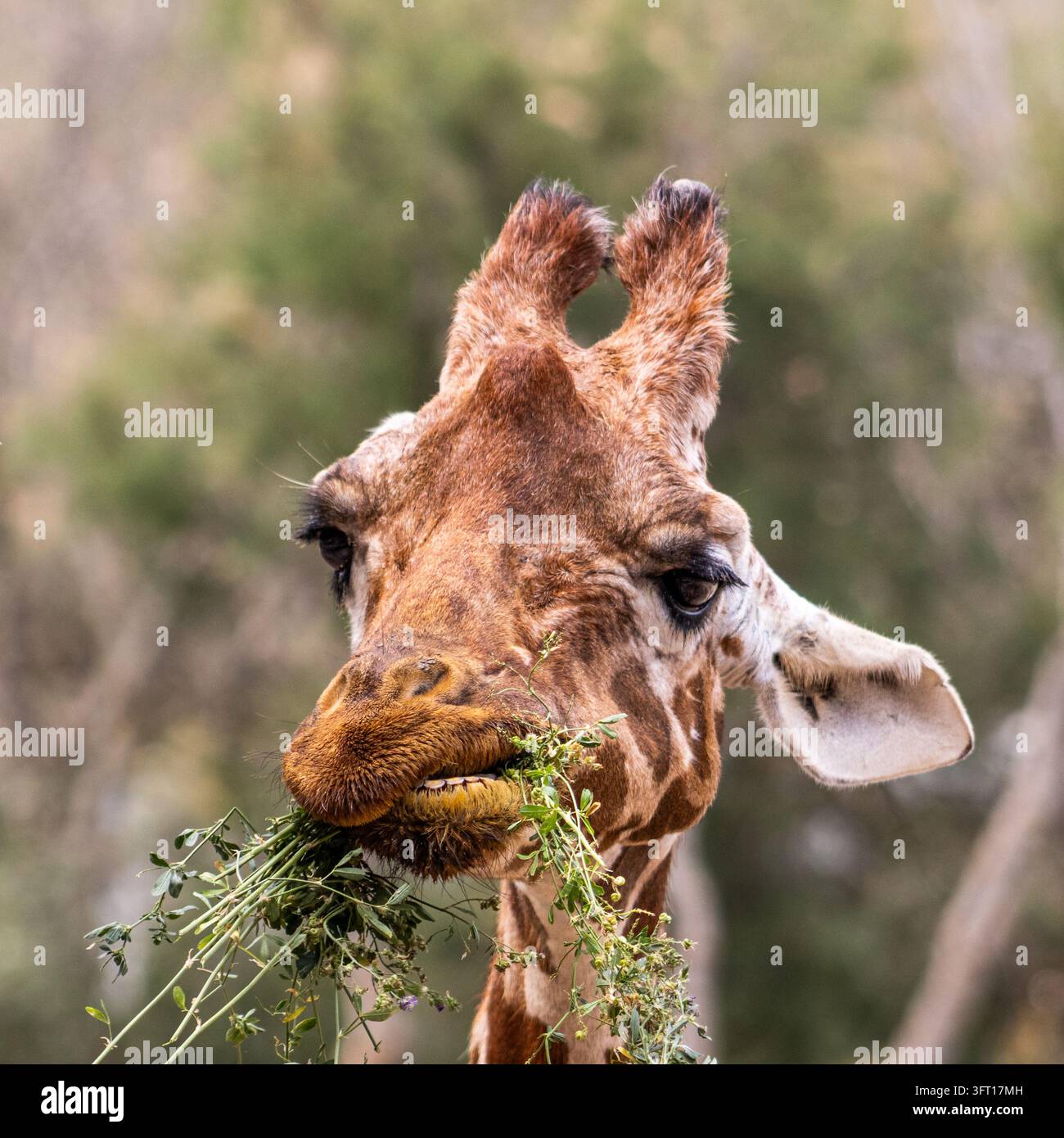 Ritratto quadrato strettamente incorniciato di una giraffa (Giraffa camelopardalis) colta nel bel mezzo del masticare con un groviglio di rametti frondosi e piccoli fiori che spuntano dalla sua bocca Foto Stock