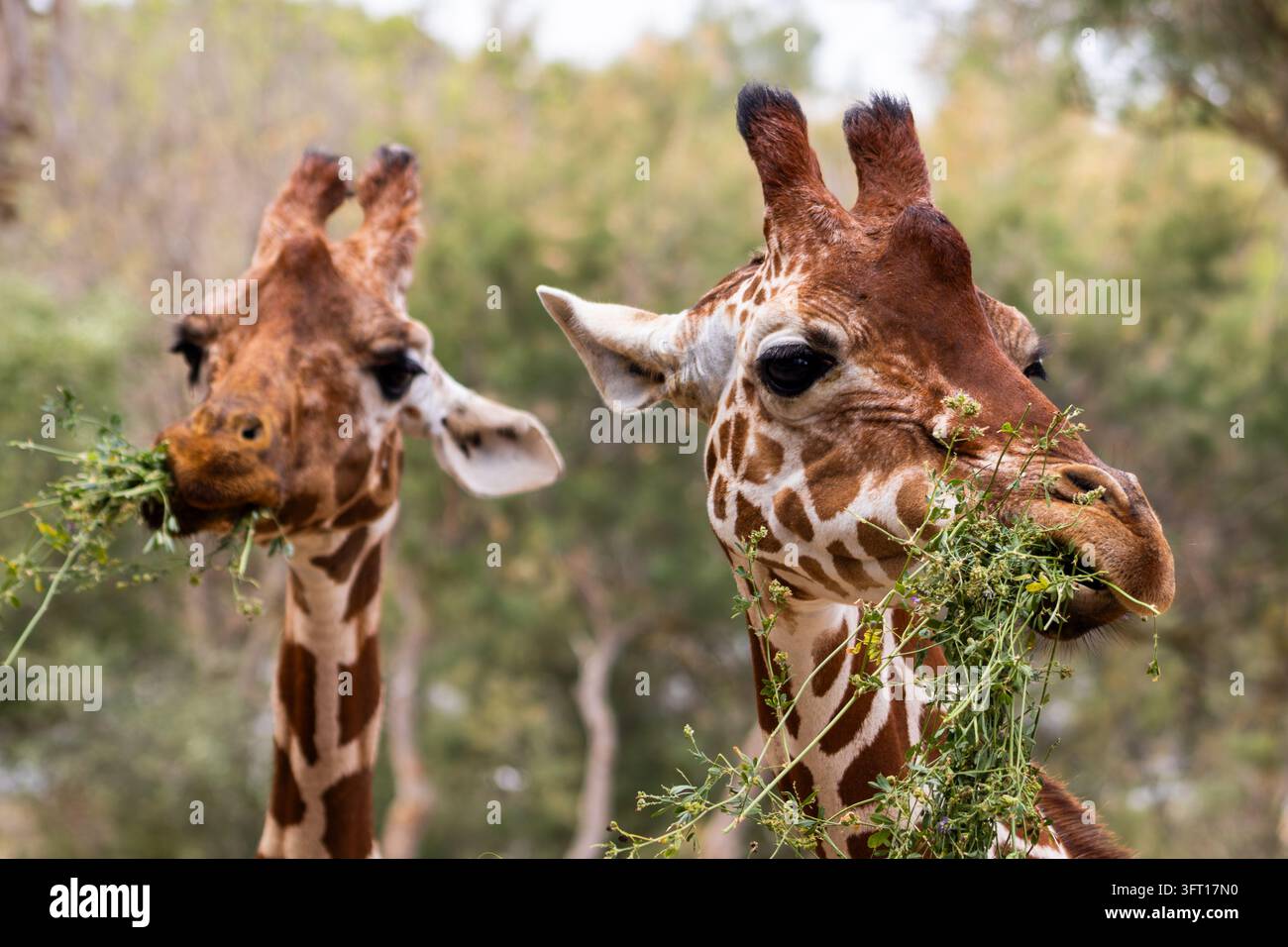 Primo piano di due giraffe (Giraffa camelopardalis) che sgranocchiano braccioli di steli verdi e frondosi alla Réserve Africaine de Sigean, un parco safari in Occitania Foto Stock