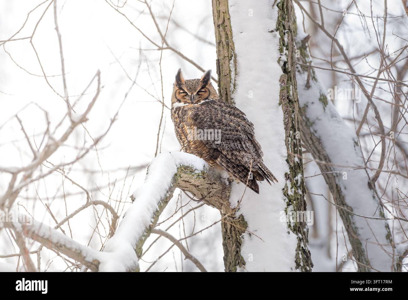 Un gufo dalle grandi corna appollaiato su un ramo coperto di neve in una fredda giornata invernale in Ontario, Canada Foto Stock