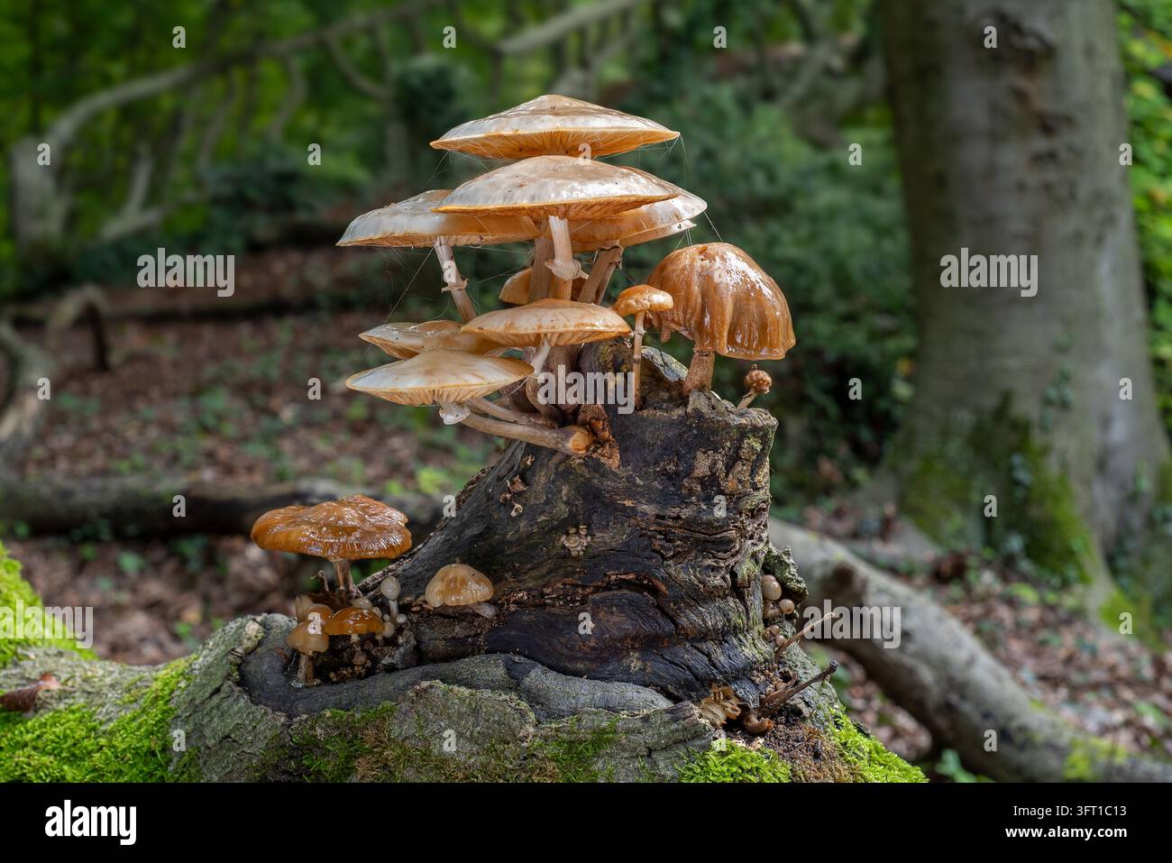 Funghi di porcellana / funghi di porcellana (Oudemansiella mucida) bianchi, funghi marcescenti vischiosi che crescono su un tronco di faggio marcescente nella foresta in autunno Foto Stock