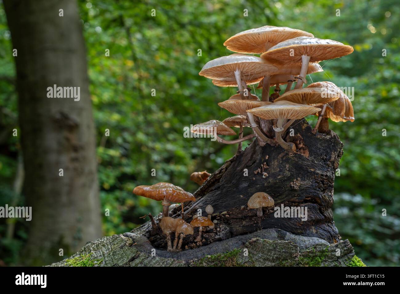 Funghi di porcellana / funghi di porcellana (Oudemansiella mucida) bianchi, funghi marcescenti vischiosi che crescono su un tronco di faggio marcescente nella foresta in autunno Foto Stock