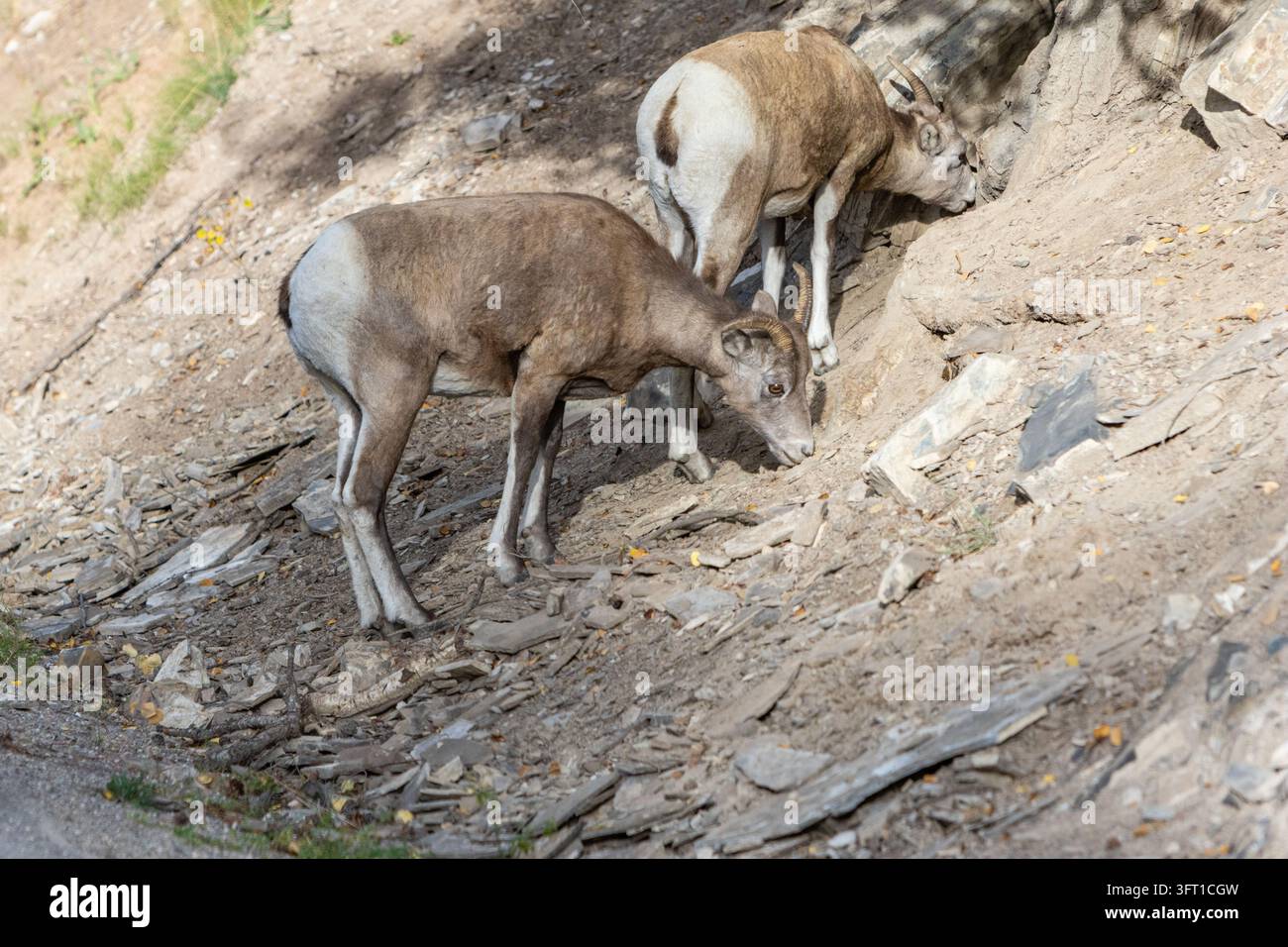 Una capra di montagna madre e il suo piccolo si nutrono di vegetazione lungo una ripida scogliera rocciosa nel loro habitat montano naturale, Foto Stock