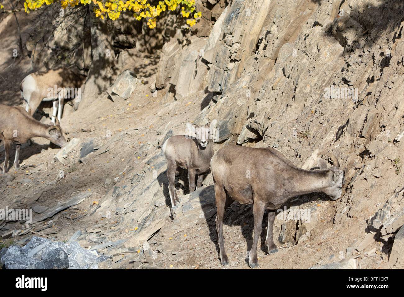 Una capra di montagna madre e il suo piccolo si nutrono di vegetazione lungo una ripida scogliera rocciosa nel loro habitat montano naturale, Foto Stock