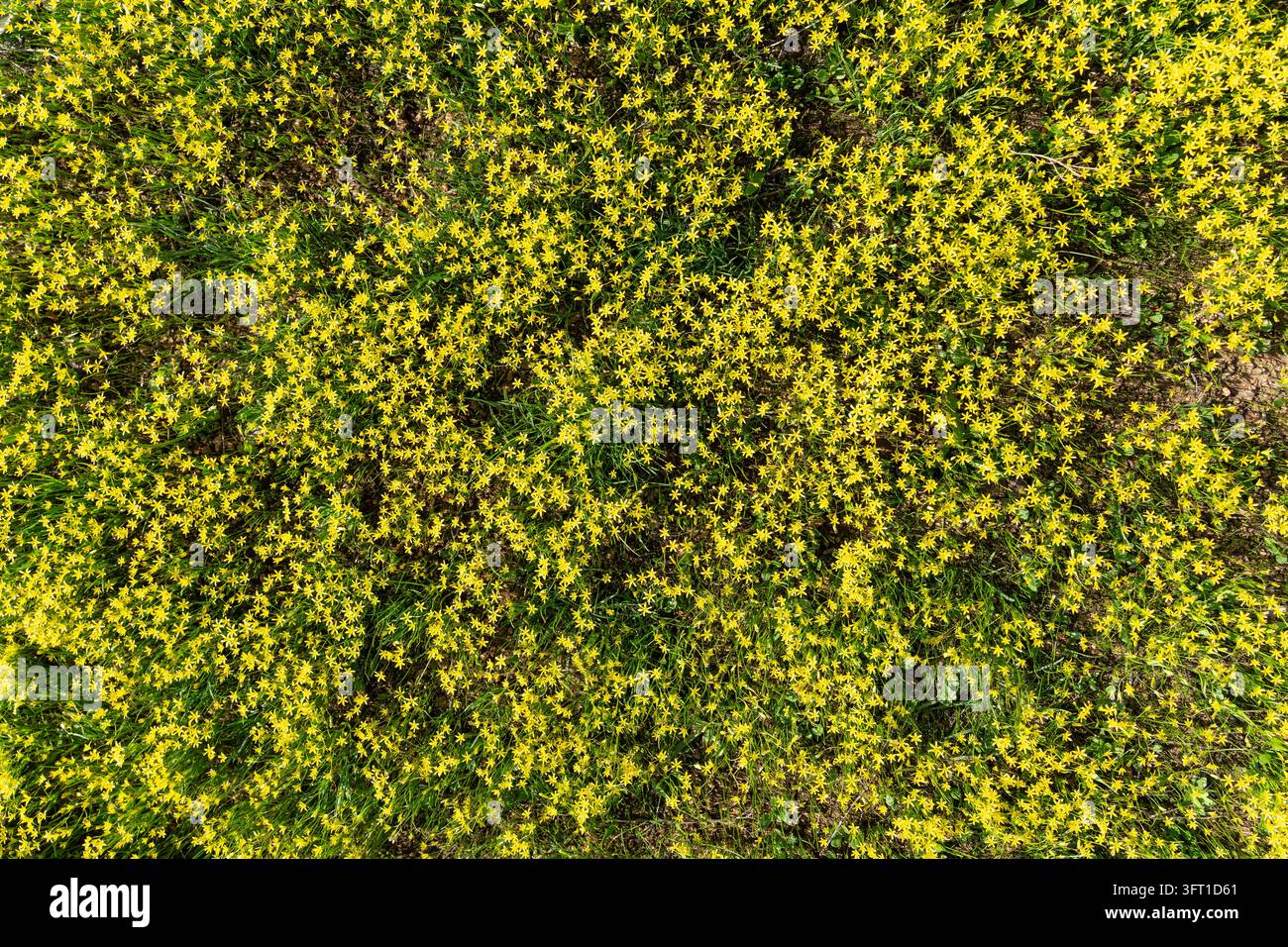 Tappeto di fiori di Gagea minima, vista dall'alto, Tian Shan occidentale in primavera Foto Stock