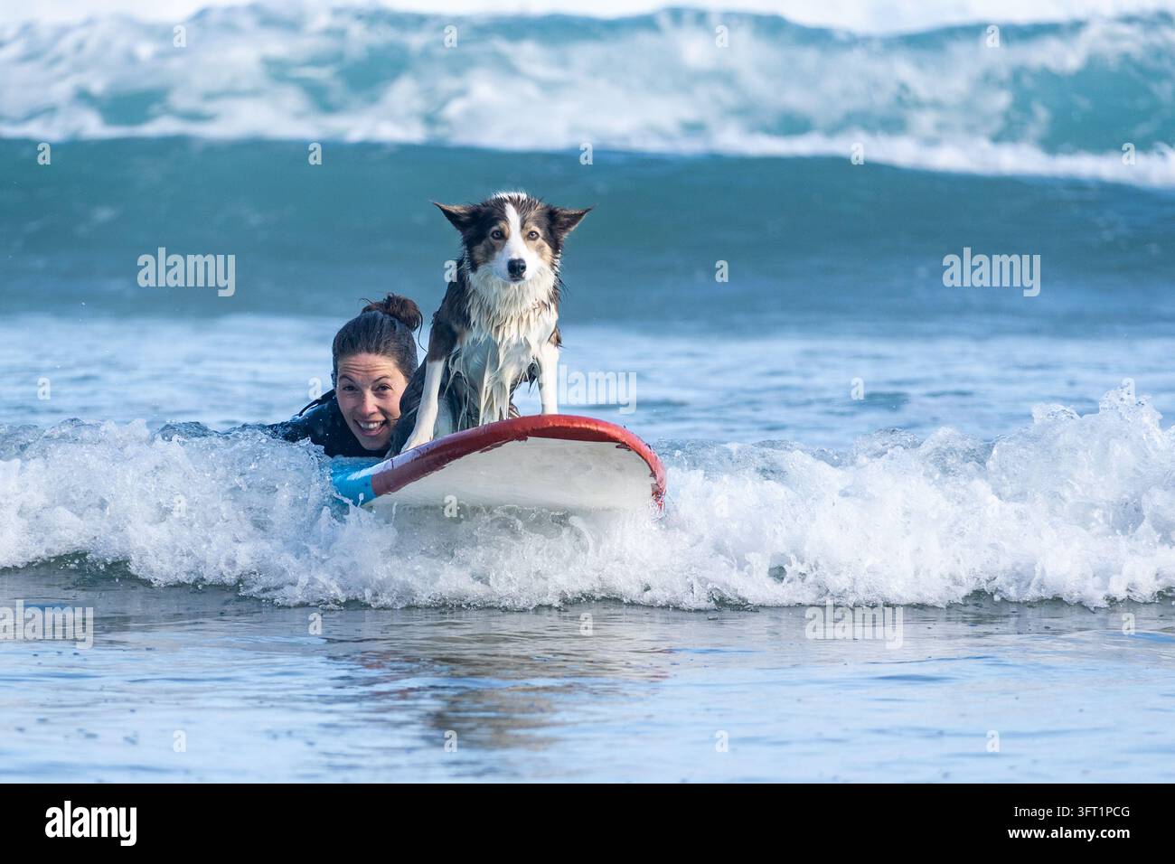 Donna e cane surfano insieme sull'onda. Il cane sta attento accanto a lei, concentrato sulla navigazione. La donna sorride, godendosi l'avventura con il suo compagno. Perfetto per i temi Foto Stock