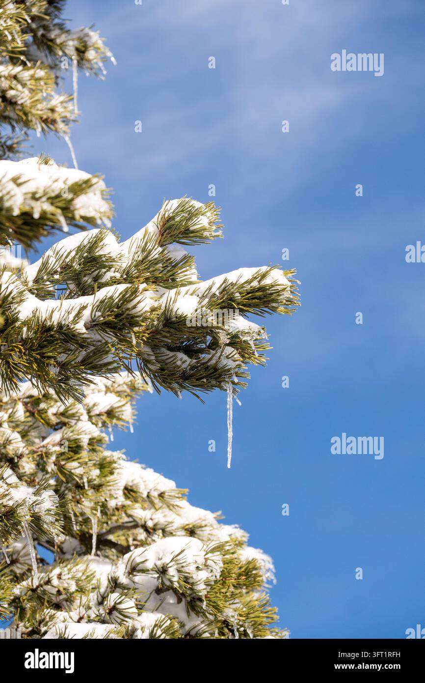 Ramo di pino ricoperto di neve contro un cielo blu terso. Ghiaccioli pendono da rami carichi di aghi. Le punte ghiacciate luccicano sotto la luce intensa del sole. Albero conifere Foto Stock