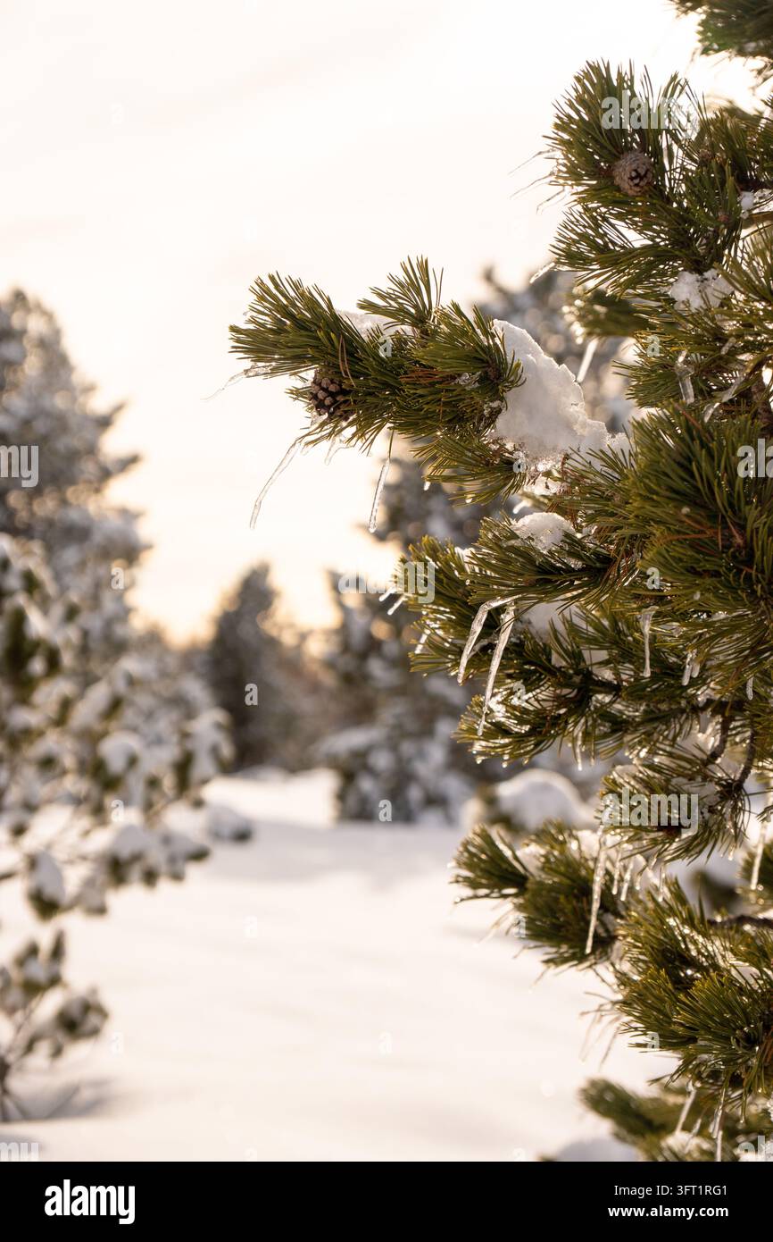 Rami di pino innevati incorniciano una foresta invernale serena. Una luce soffusa brilla dietro gli alberi sempreverdi ghiacciati. Ghiaccioli pendono delicatamente dagli aghi di pino. Neve bl Foto Stock