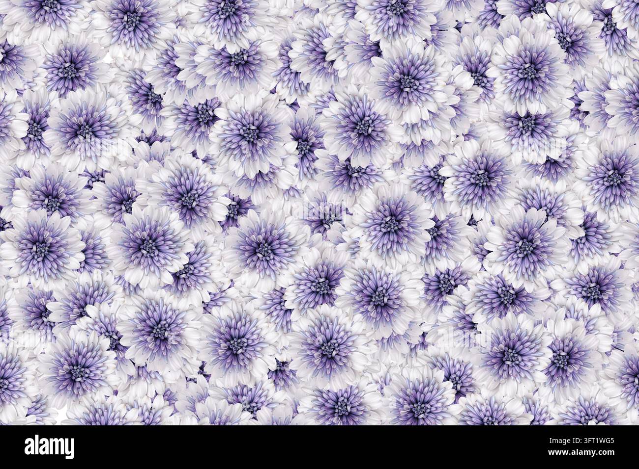 Modello floreale senza cuciture di fiori di crisantemo viola e bianco. Sfondo botanico decorativo per il design tessile, la carta da parati e le stampe floreali. Foto Stock