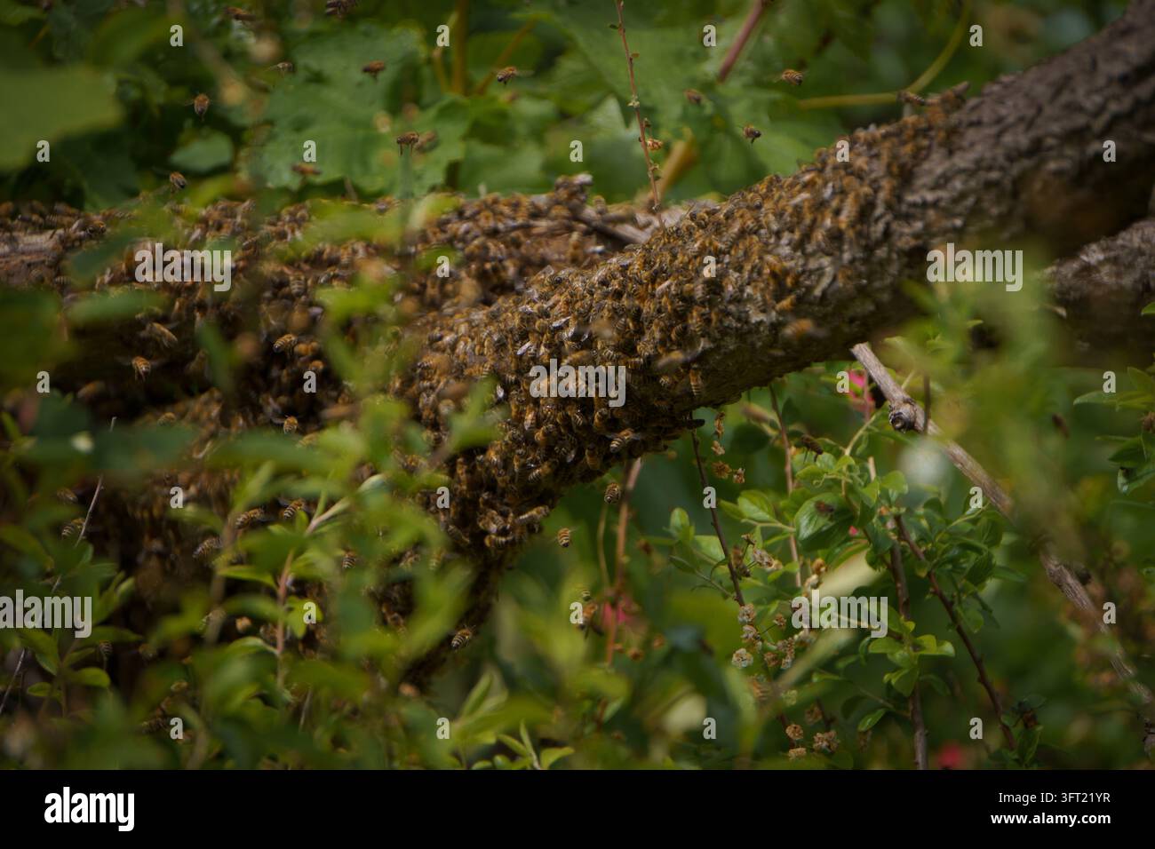 Grande sciame di api mellifere raggruppate su un ramo d'albero, con diverse api che volano tra la vegetazione verde Foto Stock