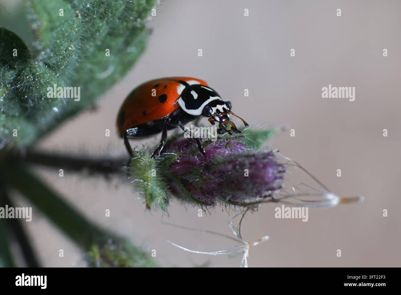Coccinella a sette punti su un bocciolo di fiore in primo piano macro dettagliato Foto Stock