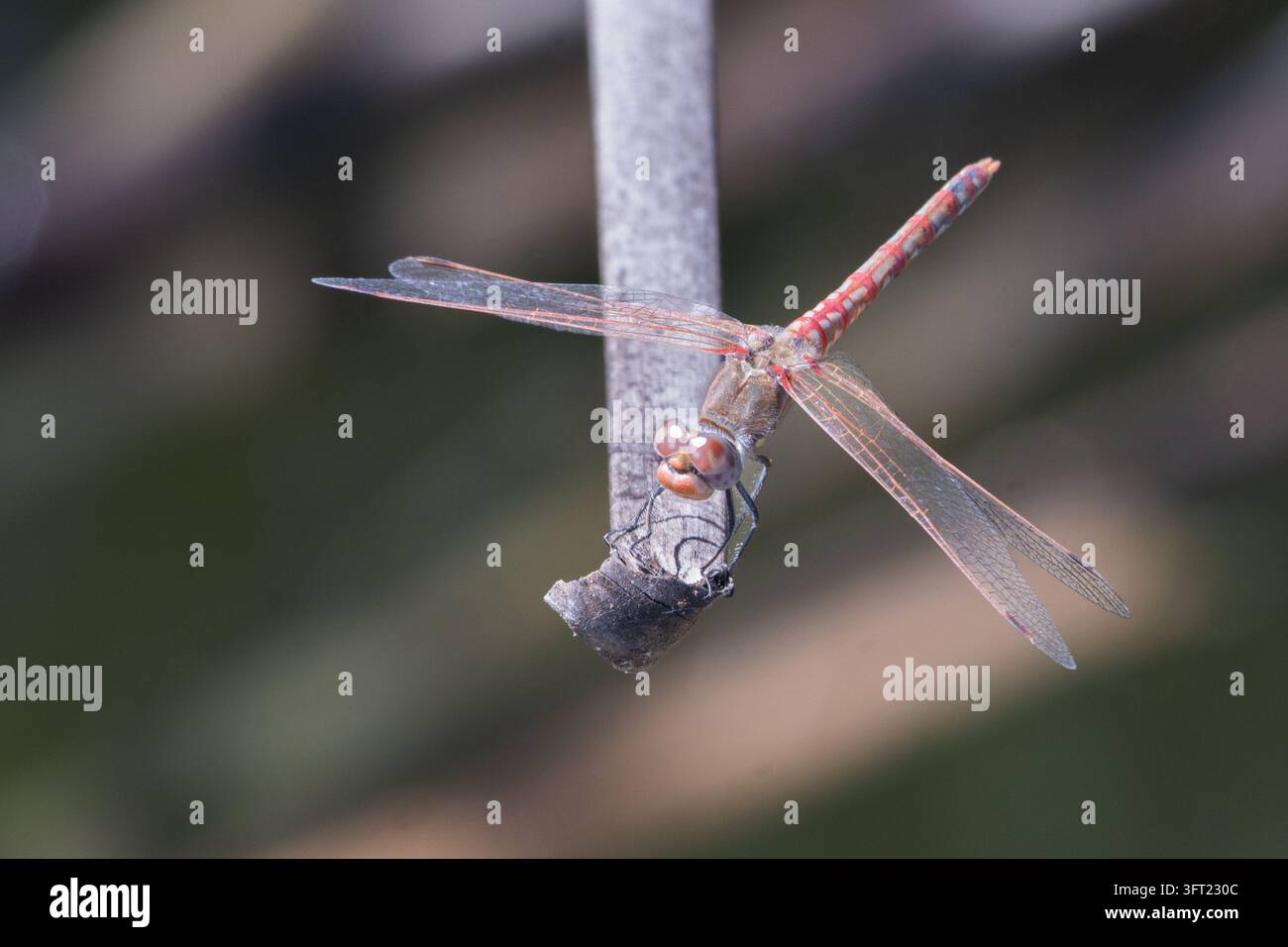 Libellula variegata appollaiata su un ramoscello con le ali spiegate nell'habitat naturale Foto Stock