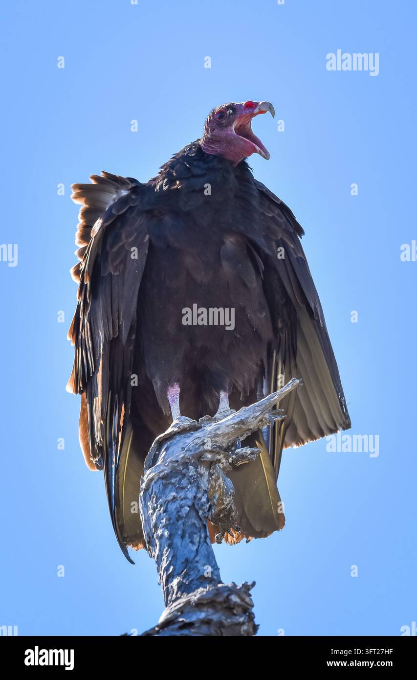 Istrice, Cathartes aura, appollaiato con il becco aperto su un cielo blu terso. Foto Stock