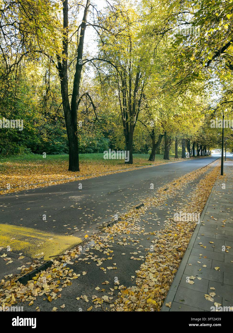 Strada asfaltata coperta di foglie d'acero dorate autunnali in un parco soleggiato - Immagine stock catturata con smartphone
