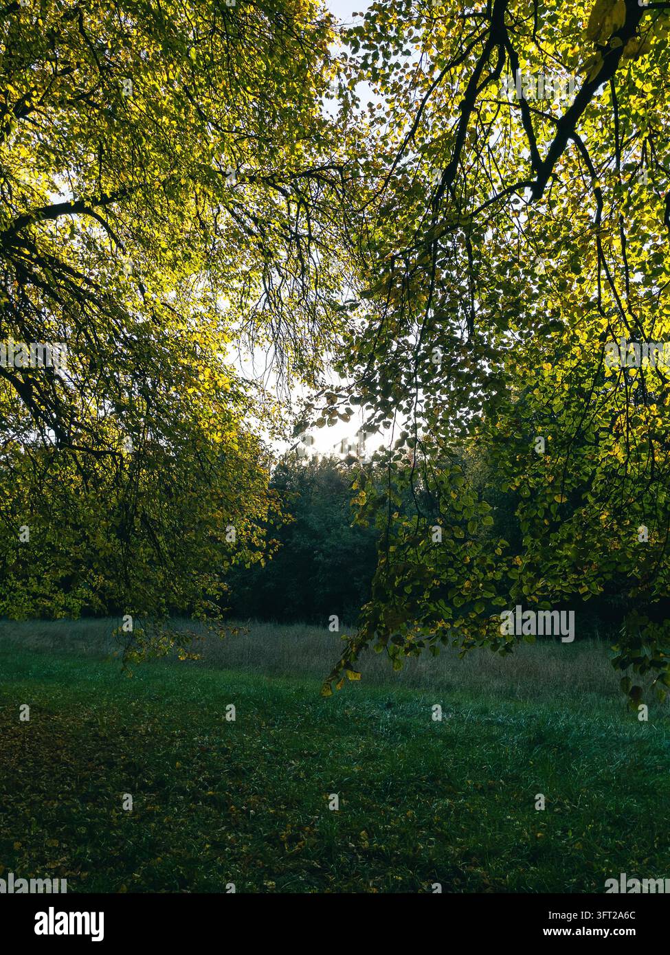 Foglia verde di linden dorato che incornicia un prato verde in un parco autunnale Foto Stock