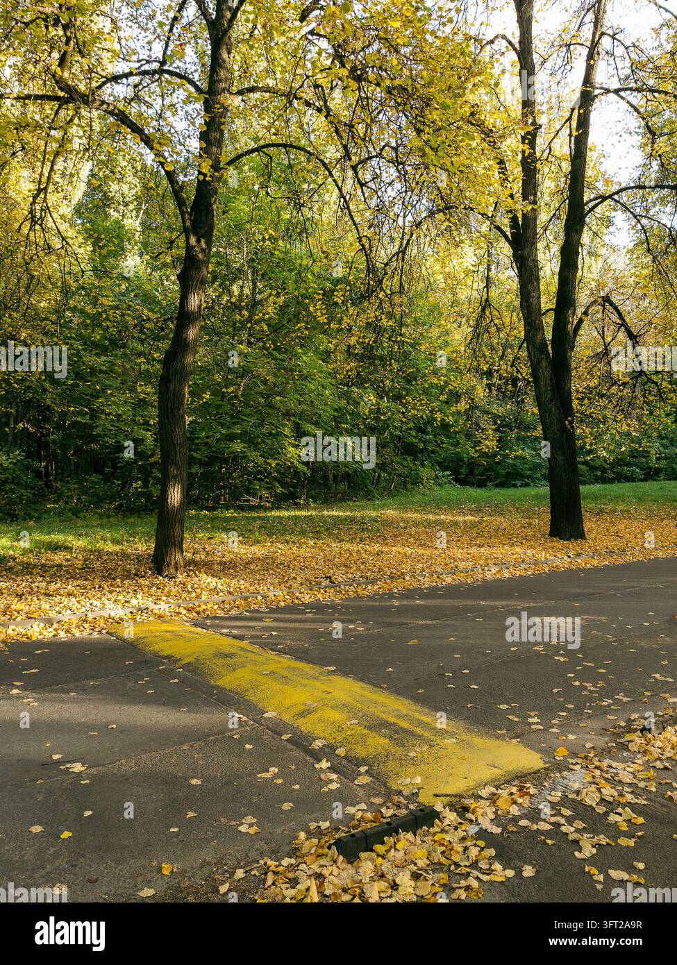 Dosso d'origine su strada asfaltata in un parco autunnale con foglie dorate - Immagine stock catturata con smartphone
