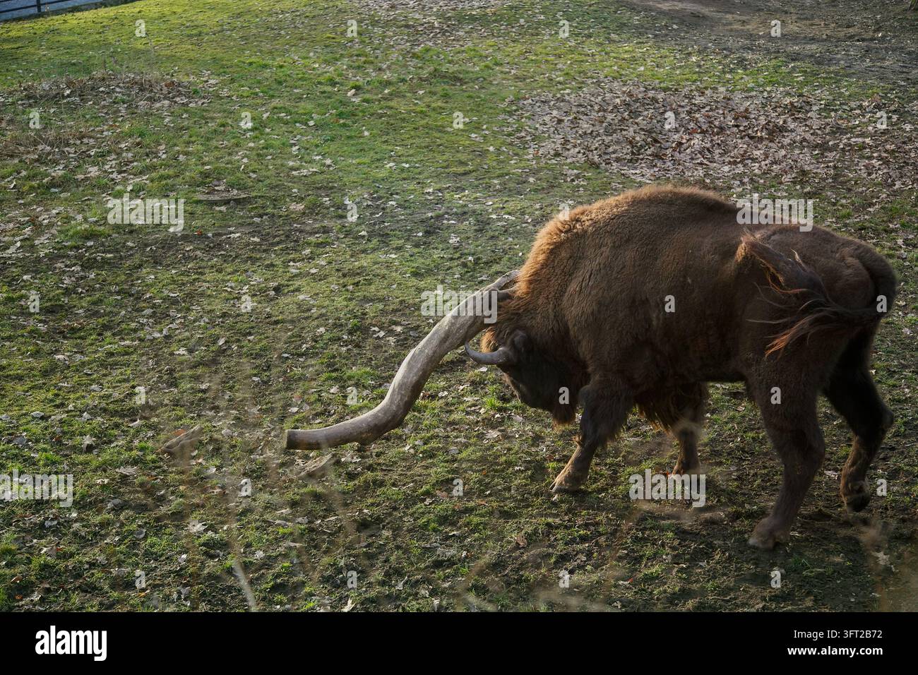 Grande bisonte europeo marrone con un corno curvo unico cammina lentamente su un campo erboso coperto di foglie. Foto Stock