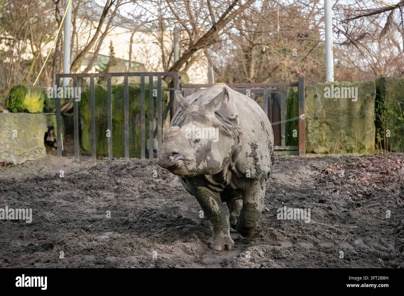 Giovane rinoceronte che cammina su terreno fangoso con alberi spogli e muri di pietra sullo sfondo scena tranquilla Foto Stock