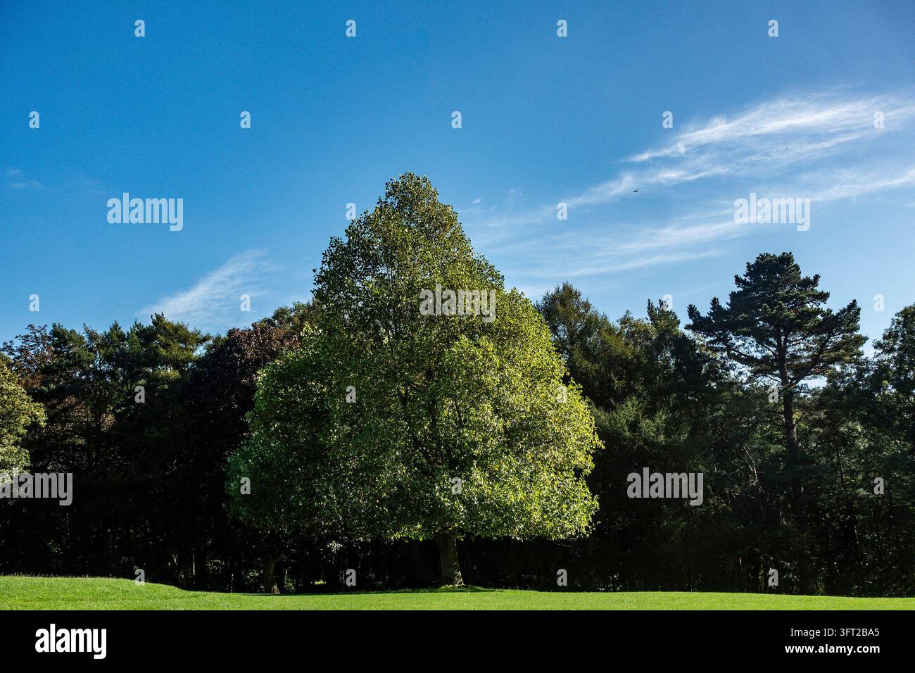 Un albero di nocciolo turco piramidale (Corylus colurna) si erge in pieno fogliame verde su un prato del parco a Dublino, Irlanda. Foto Stock