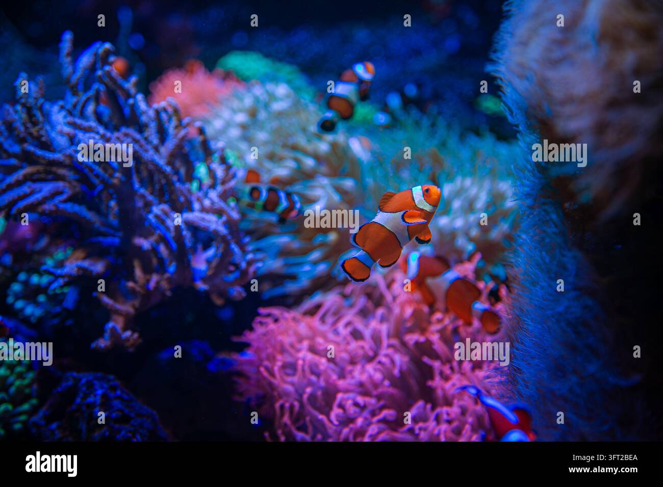 Pesci pagliaccio nuotano vicino a coralli luminosi sotto acque blu profonde, mostrando la bellezza di un ecosistema marino vibrante e i colori naturali subacquei. Foto Stock