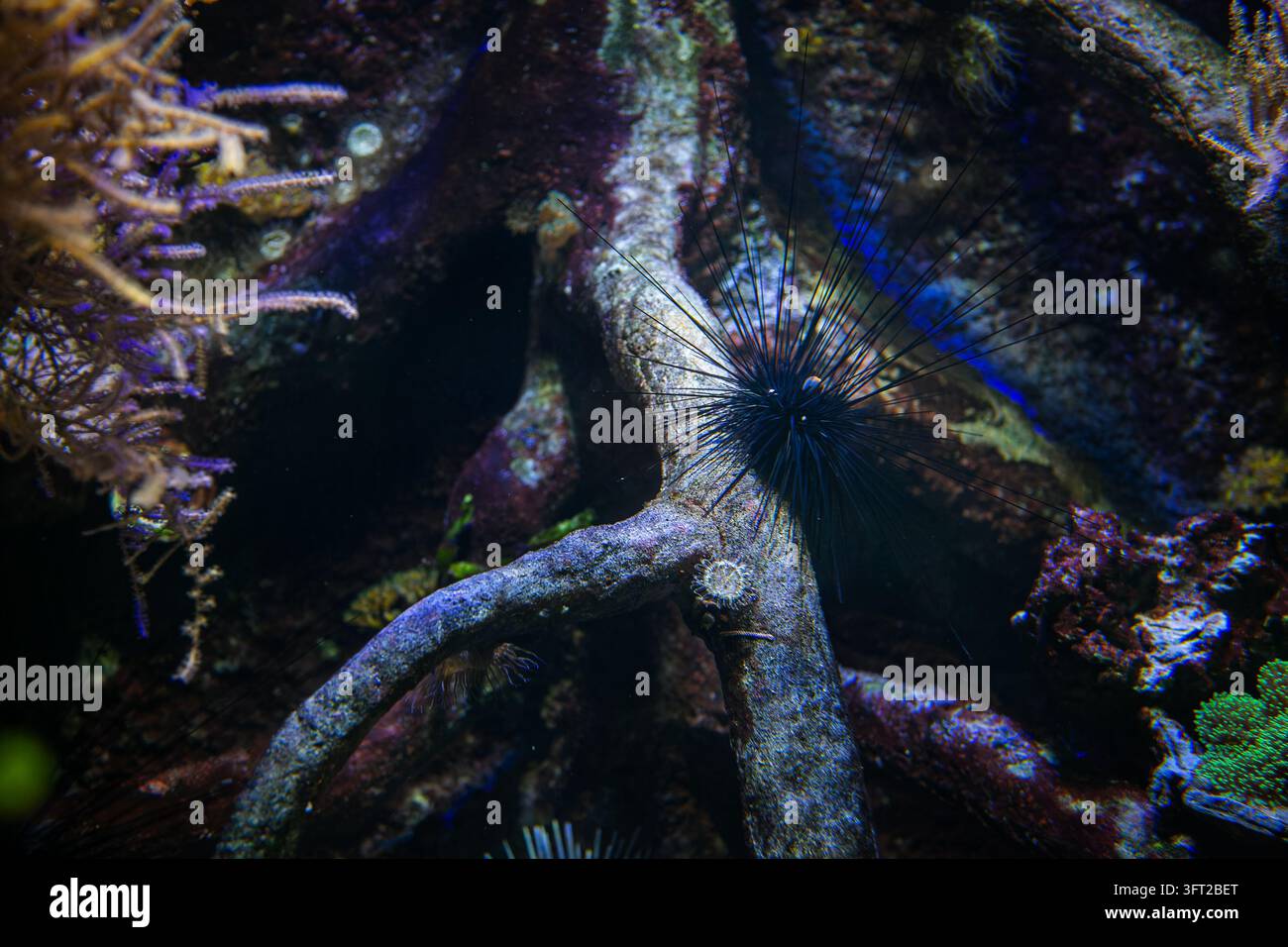 Aricciaia nera con lunghe spine che riposa su una barriera corallina rocciosa sott'acqua tra la vita marina. Foto Stock