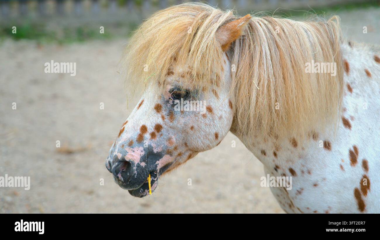 Fotografia dettagliata di adorabili piccoli pony o pony Shetland con lunghe criniere soffici e mantelli maculati, in piedi all'aperto in un recinto. Foto Stock