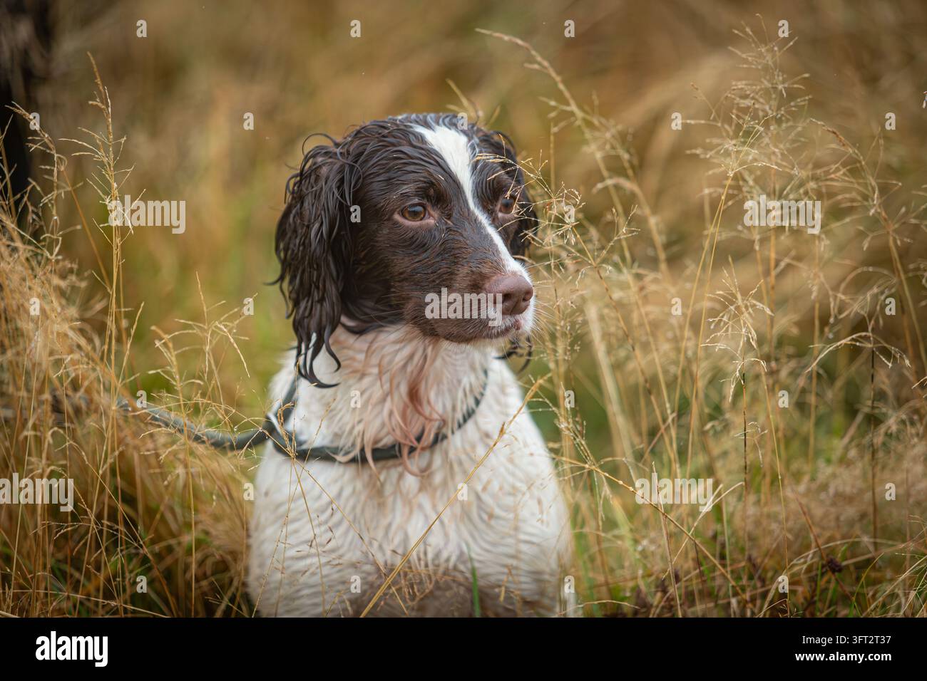 Fegato e English Springer Spaniel bianco utilizzato per raccogliere la selvaggina tra le fasi in una prova sul campo in Scozia, Regno Unito Foto Stock