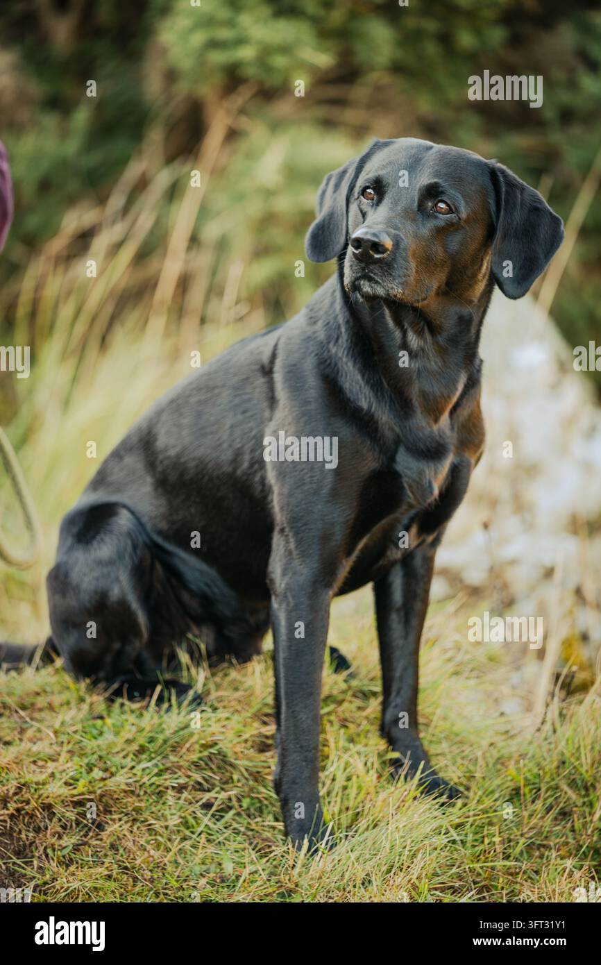 Labrador retriever nero cane da caccia seduto fermo e vigile, in attesa di lavorare in una caccia a guidamento nelle Scottish Borders, UK Foto Stock