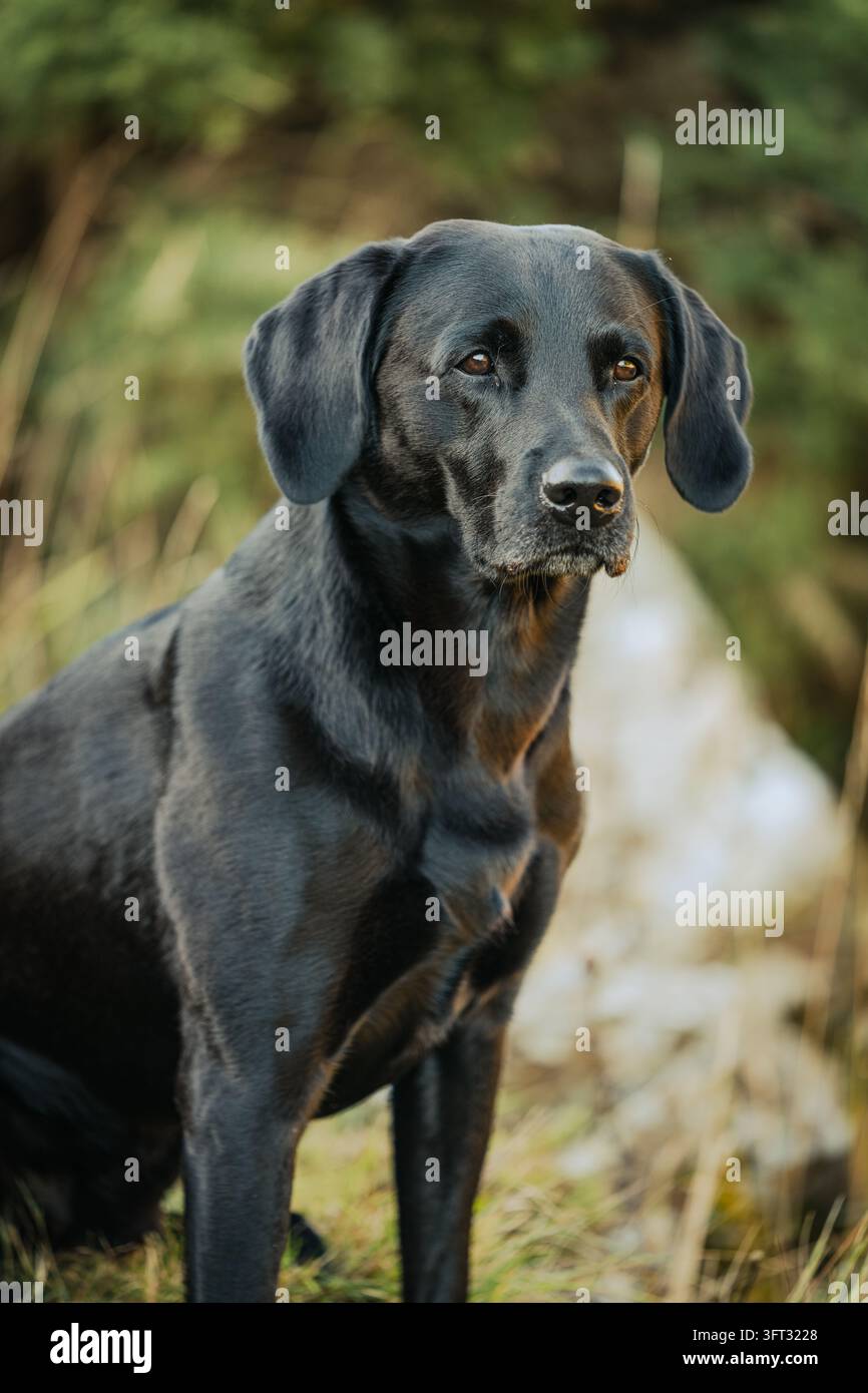 Labrador retriever nero cane da caccia seduto fermo e vigile, in attesa di lavorare in una caccia a guidamento nelle Scottish Borders, UK Foto Stock