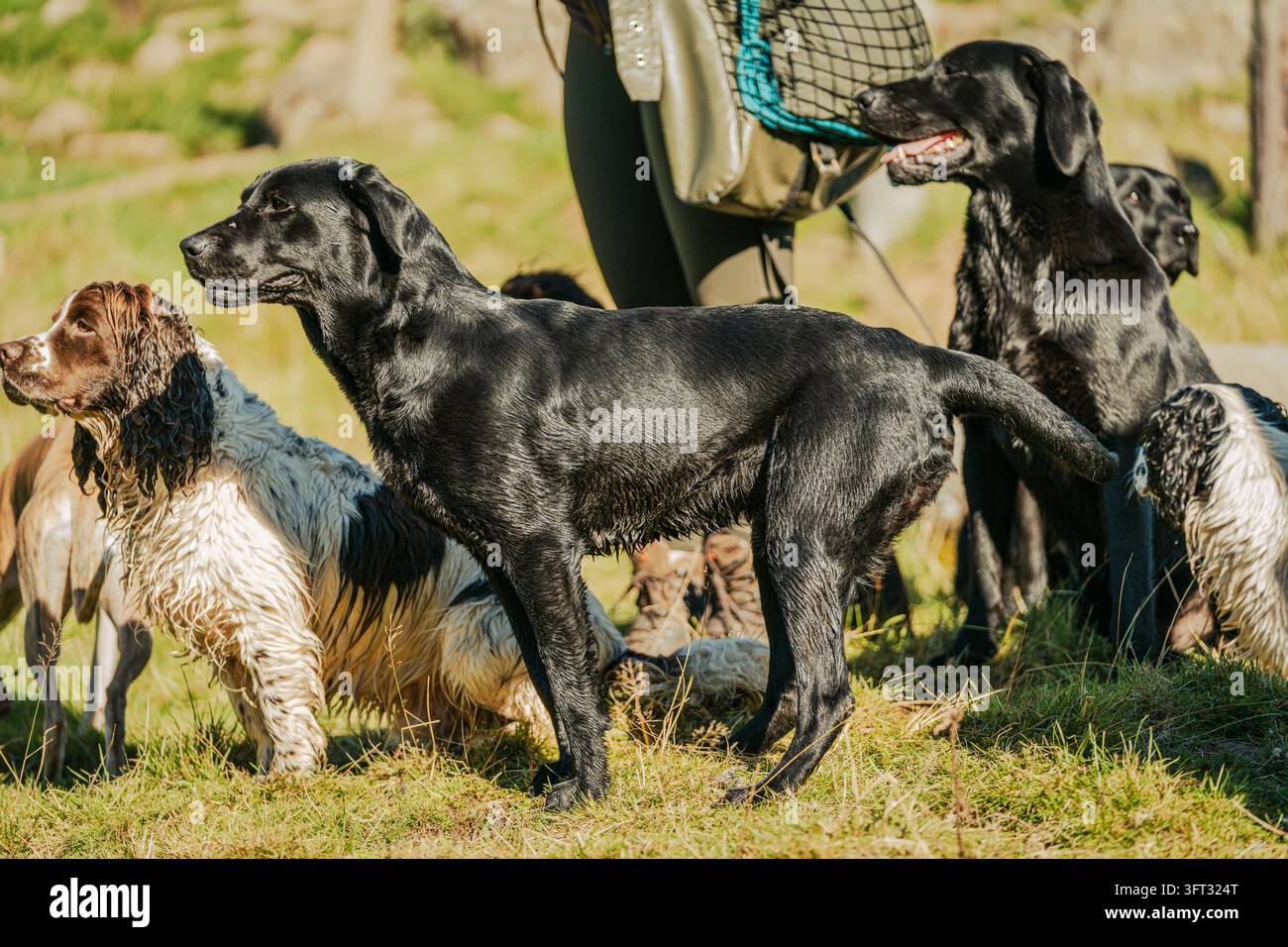Squadra di cani da caccia Labrador e Springer Spaniel bagnati in attesa con il loro raccattatore durante una caccia a spinta nelle Scottish Borders, Regno Unito Foto Stock